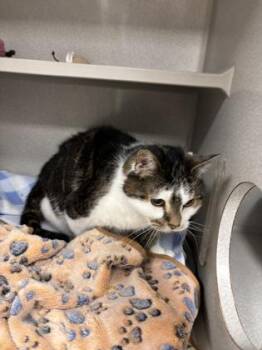 Domestic Medium Hair and Domestic Short Hair Cats Available for Adoption - Elwood | PetCurious