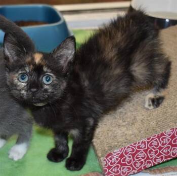 WINNIE -  Domestic Short Hair Cat for Adoption in Sarasota, Florida - WINNIE | PetCurious