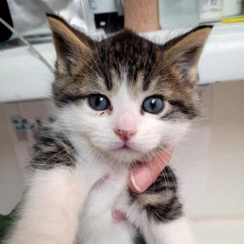 Jax -  Domestic Short Hair Cat Available for Adoption in Belfair, Washington - Jax | PetCurious