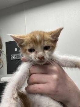 Payday -  Domestic Short Hair Cat for Adoption in West Chester, Pennsylvania - Payday | PetCurious