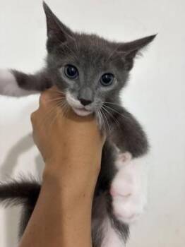 Miller -  Domestic Short Hair Cat for Adoption in Key West, Florida - Miller | PetCurious