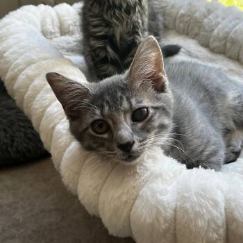 Hulk -  Domestic Short Hair Cat for Adoption in Richmond, Virginia - Hulk | PetCurious