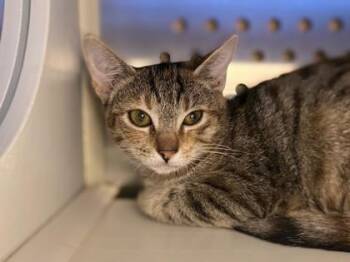 Feliza @ PetSmart Walker Rd -  Domestic Short Hair Cat for Adoption in Newberg, Oregon - Feliza @ PetSmart Walker Rd | PetCurious