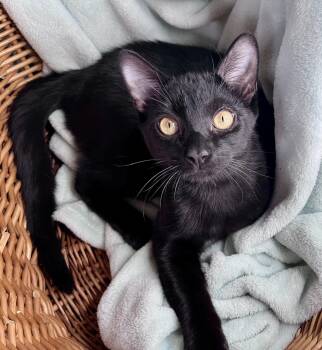 Domestic Short Hair and Bombay Cats Available for Adoption - Lee | PetCurious