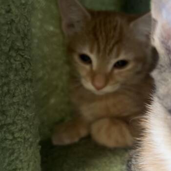 Barcia -  Domestic Short Hair Cat for Adoption in Bedford, New Hampshire - Barcia | PetCurious