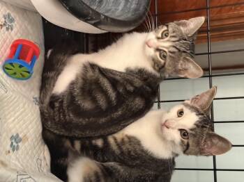 Rescue Tabby Cats for Adoption - Fred And Wilma | PetCurious