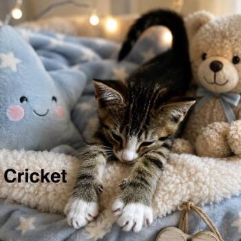 Cricket -  Domestic Short Hair Cat for Adoption in Peachtree City, Georgia - Cricket | PetCurious