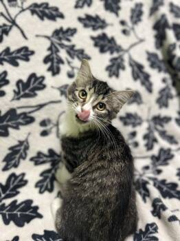 Willow -  Domestic Medium Hair Cat for Adoption in Jackson, Michigan - Willow | PetCurious