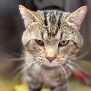 Domestic Short Hair Cats Available for Adoption - Ted | PetCurious