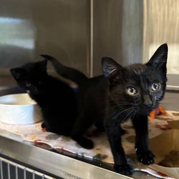 Beyond -  Domestic Short Hair Cat for Adoption in Oak Brook, Illinois - Beyond | PetCurious