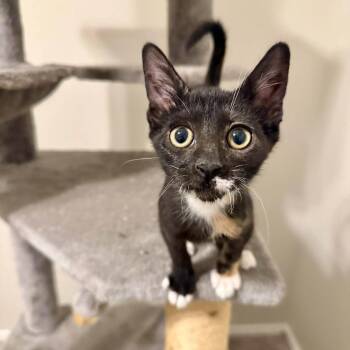 Hazel -  Domestic Short Hair Cat for Adoption in San Tan Valley, Arizona - Hazel | PetCurious