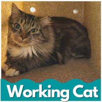 Rescue Domestic Long Hair Cats for Adoption in Asheville, North Carolina - Gabba | PetCurious