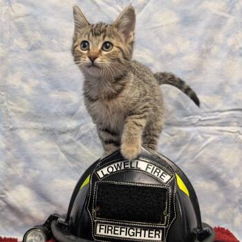 Rescue Domestic Short Hair Cats for Adoption in Lowell, Arkansas - Spark | PetCurious