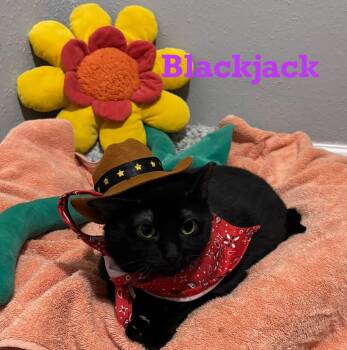 Rescue American Shorthair Cats for Adoption - Blackjack | PetCurious