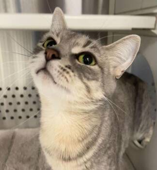 Domestic Short Hair Cats Available for Adoption in Jackson, Michigan - Bebe | PetCurious