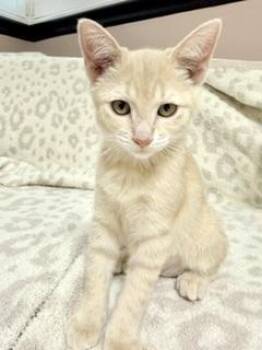 Sand Storm -  Domestic Short Hair Cat for Adoption in Parlier, California - Sand Storm | PetCurious
