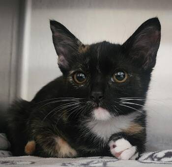 Harvest -  Domestic Short Hair Cat for Adoption in Cottonwood, Arizona - Harvest | PetCurious