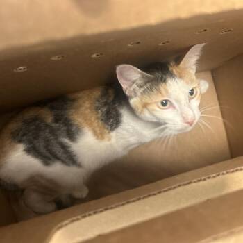 Aemond -  Domestic Short Hair Cat for Adoption in Philadelphia, Pennsylvania - Aemond | PetCurious