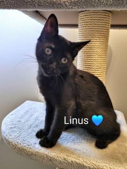 Linus -  Domestic Short Hair Cat for Adoption in Las Vegas, Nevada - Linus | PetCurious