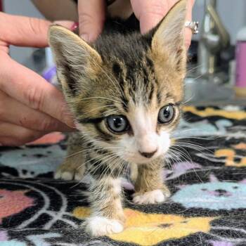 August -  Domestic Short Hair Cat for Adoption in Brighton, Missouri - August | PetCurious