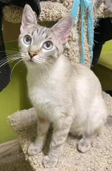 Rescue Siamese Cats for Adoption in Los Angeles, California - Sylvie (friendly) | PetCurious