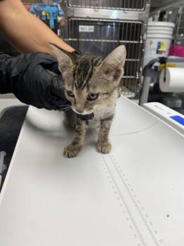 GUAVA -  Domestic Short Hair Cat for Adoption in Albuquerque, New Mexico - GUAVA | PetCurious