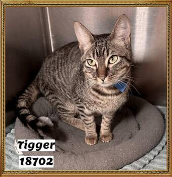 Domestic Short Hair and Tabby Cats Available for Adoption in Marietta, Georgia - TIGGER | PetCurious