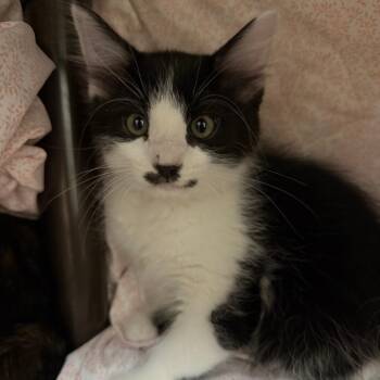 Leon -  Domestic Medium Hair Cat for Adoption in Las Vegas, Nevada - Leon | PetCurious