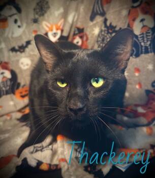 Rescue Domestic Short Hair Cats for Adoption in Pleasanton, Texas - Thackerey | PetCurious