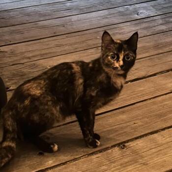 FishMarie -  Domestic Short Hair Cat for Adoption in South Haven, Michigan - FishMarie | PetCurious