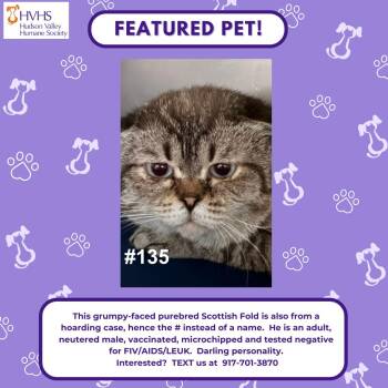 GC 135 -  Scottish Fold Cat for Adoption in Pomona, New York - GC 135 | PetCurious