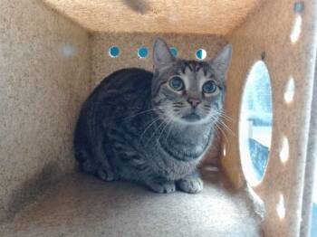 BABY GIRL -  Domestic Short Hair Cat for Adoption in Albuquerque, New Mexico - BABY GIRL | PetCurious