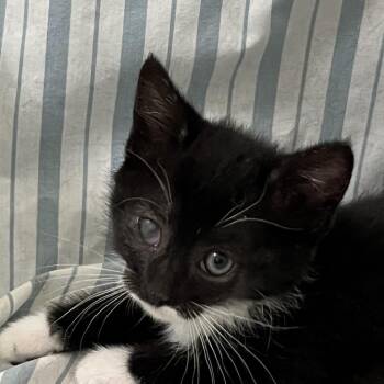 Fia -  Domestic Short Hair Cat for Adoption in Quakertown, Pennsylvania - Fia | PetCurious
