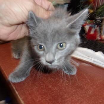Domestic Short Hair Cats Available for Adoption in Milton, Florida - GI GI | PetCurious