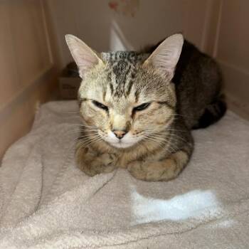 Slightly Perturbed -  Domestic Medium Hair Cat for Adoption in Austin, Texas - Slightly Perturbed | PetCurious