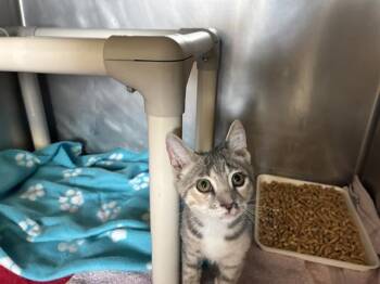 A883793 -  Domestic Short Hair Cat for Adoption in Camarillo, California - A883793 | PetCurious