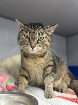 Selena -  Domestic Short Hair Cat for Adoption in Bardstown, Kentucky - Selena | PetCurious