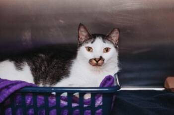 94499a Eli -  Domestic Short Hair Cat for Adoption in North Charleston, South Carolina - 94499a Eli | PetCurious