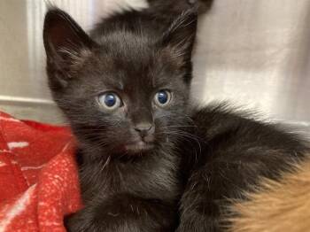 BOMBADIL -  Domestic Short Hair Cat for Adoption in Tustin, California - BOMBADIL | PetCurious