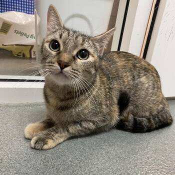 Domestic Short Hair Cats Available for Adoption - Tweety | PetCurious