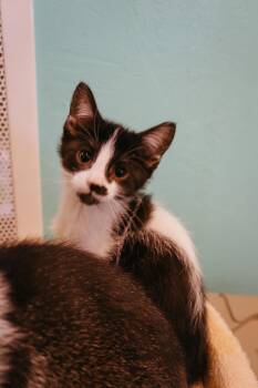 Domestic Short Hair Cats Available for Adoption in Jackson, Wyoming - Moo | PetCurious