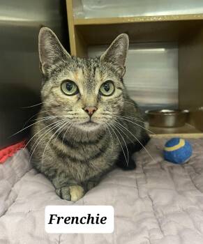 Frenchie -  Domestic Short Hair Cat for Adoption in Morganton, North Carolina - Frenchie | PetCurious