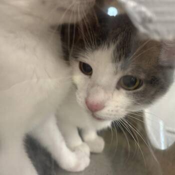 Domestic Short Hair Cats Available for Adoption in Philadelphia, Pennsylvania - Paper Clip | PetCurious