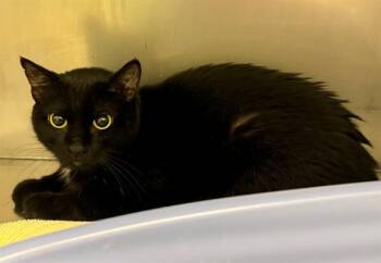 PURRITO -  Domestic Short Hair Cat for Adoption in Minneapolis, Minnesota - PURRITO | PetCurious