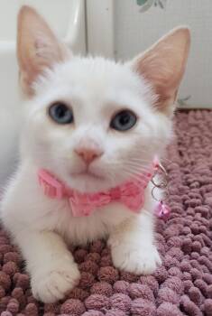 Stella -  Siamese and Tabby Cat for Adoption in San Antonio, Texas - Stella | PetCurious