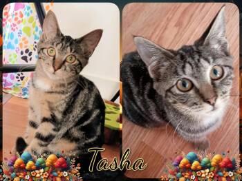 Rescue Domestic Short Hair Cats for Adoption in Corinth, New York - Tasha | PetCurious
