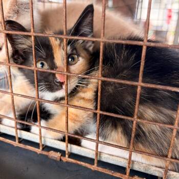 Domestic Short Hair Cats Available for Adoption in Edinburg, Texas - Bonnie | PetCurious