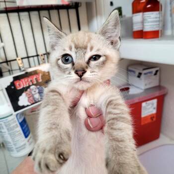 Lexis -  Domestic Short Hair Cat Available for Adoption in Belfair, Washington - Lexis | PetCurious