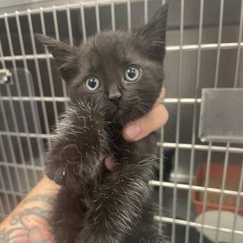 Bibbidi -  Domestic Short Hair Cat for Adoption in Port Charlotte, Florida - Bibbidi | PetCurious