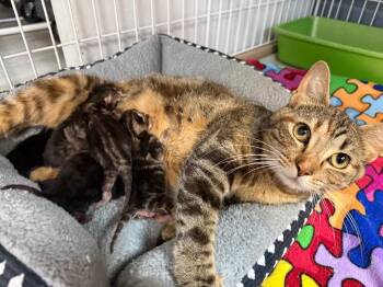 Nova -  Domestic Short Hair Cat for Adoption in Valley Park, Oklahoma - Nova | PetCurious